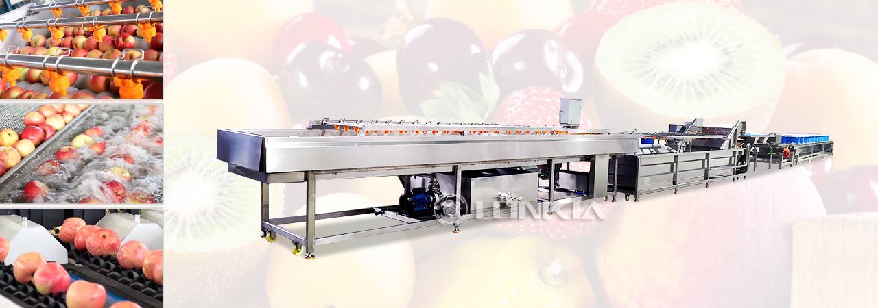 Fruit Washing Waxing Sorting Processing Line Solution