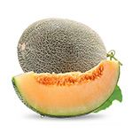 Cantaloupe